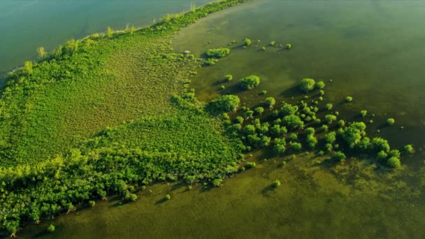 Luftaufnahme der Natur Floridas - Filmmaterial, Video
