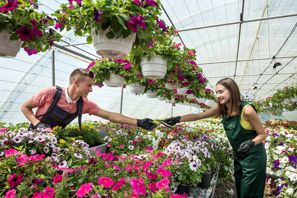 Νεαροί χαρούμενοι ανθοπώλες φροντίζουν τα λουλούδια σε ένα θερμοκήπιο. Οικογενειακή επιχείρηση - Φωτογραφία, εικόνα