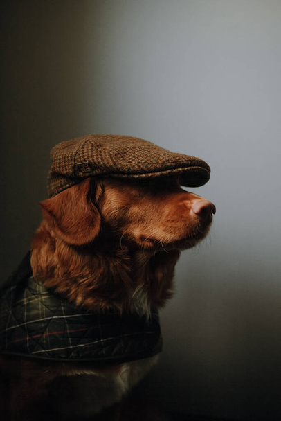 Stylish brown Nova Scotia Duck Tolling Retriever in a checkered brown cap and a green cape. Dog dressing up in British style. Selective focus on domestic animals. Dark photo with mood. - Фото, зображення