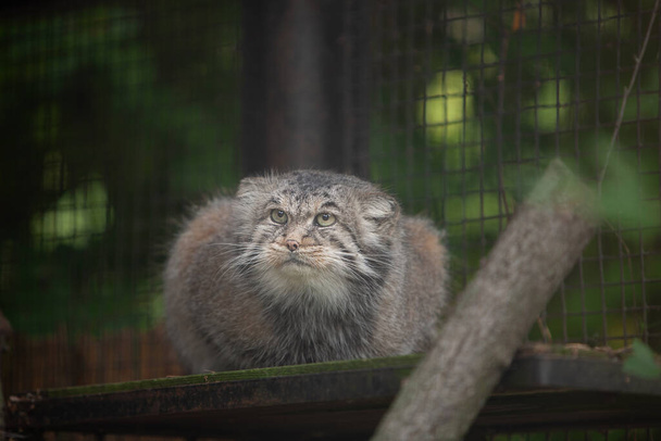 Manul,  Pallas cat,  (Otocolobus manul) in Rigas Zoo, Latvija  - Φωτογραφία, εικόνα
