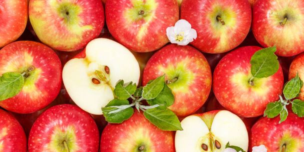 Appels fruit rode appel fruit met bladeren van boven panorama achtergrond gesneden - Foto, afbeelding