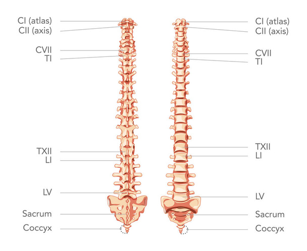 Columna vertebral humana en vista posterior anterior, con partes de la columna vertebral marcadas. Ilustración de concepto realista plano vectorial - Vector, imagen