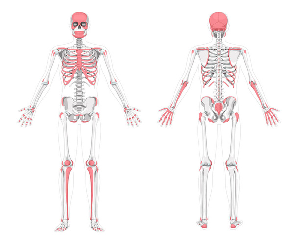 Esqueleto de zonas de ossos palpáveis humanos. Anterior posterior vista posterior para trás. Ilustração vetorial escala cinza plana, vermelho  - Vetor, Imagem