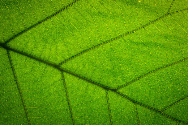 αφηρημένο φόντο πράσινο φύλλο της φύσης - Φωτογραφία, εικόνα