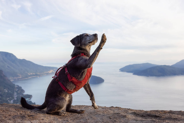 Adventurous little hiking dog on top of a mountain - Photo, Image