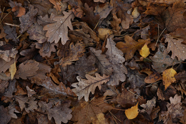 Background of multicolored fallen autumn leaves - Foto, Imagem