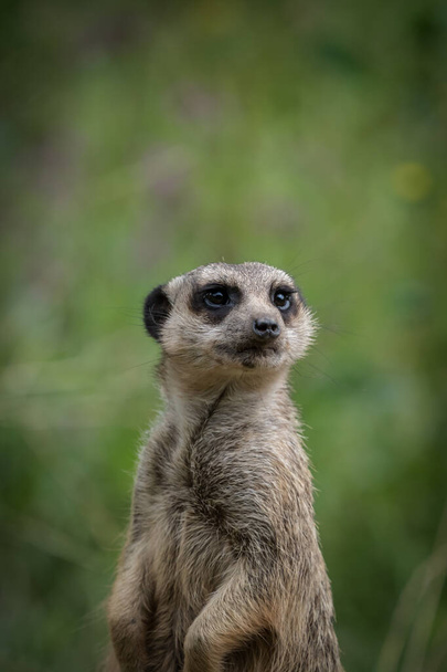 Een schattige meerkat close-up die poseert voor de camera, kopieer ruimte - Foto, afbeelding