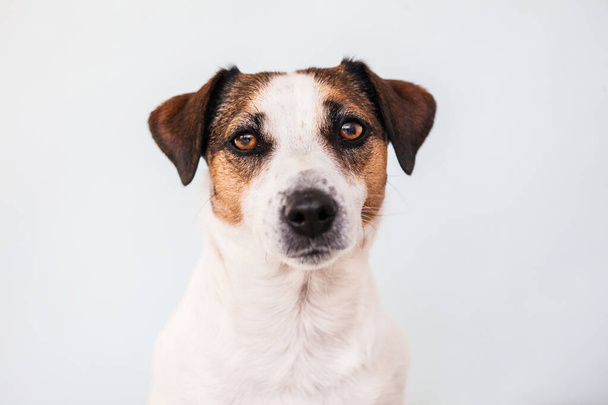 Portrait of a Jack Russell terrier dog. Studio shot of a pet - Foto, Imagem