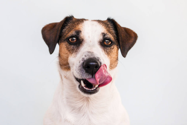 Funny cut dog licking its lips with tongue out. Isolated on blue background - Фото, зображення