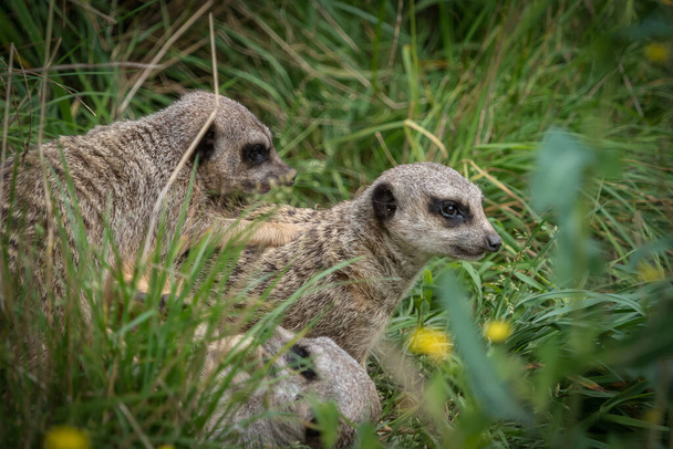 Cute meerkats closeup που παίζουν μπροστά από την κάμερα, αντίγραφο χώρο - Φωτογραφία, εικόνα
