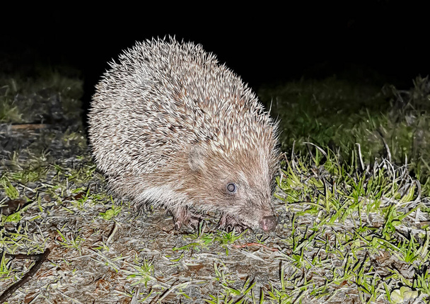Wild hedgehog is common on a night hunt in search of insects and other food. The European hedgehog walks through the spring grass in the twilight darkness.  - Photo, Image
