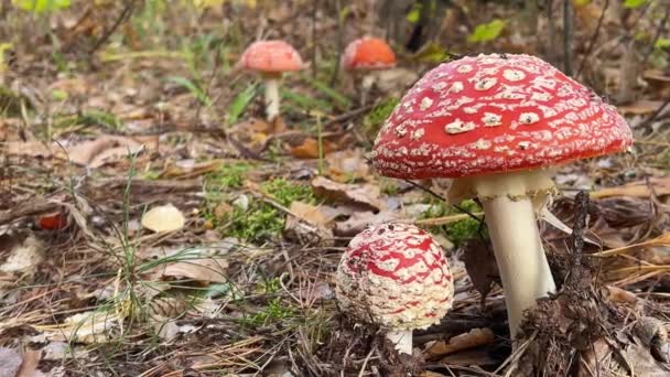 Leť agaricky. Červené houby mezi hnědými podzimními listy v lese. - Záběry, video