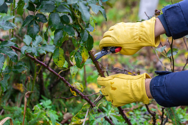 Pruning rose bushes in the fall. Garden work. The pruner in the hands of the gardener. - Photo, Image
