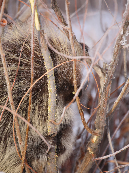Kirpi willows kışın arasında - Fotoğraf, Görsel
