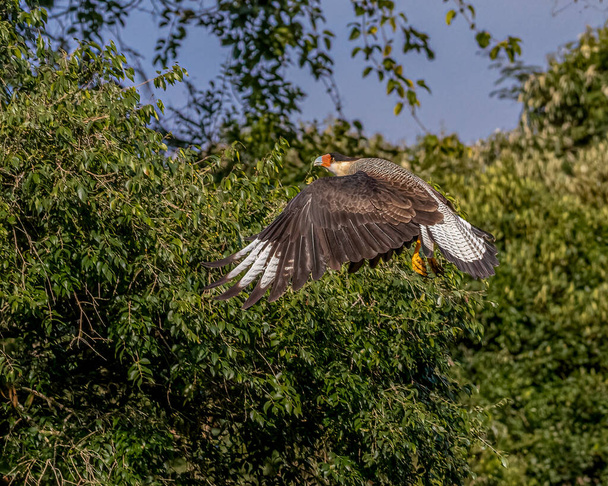 Un poderoso pájaro de presa despegando en el bosque - Foto, imagen