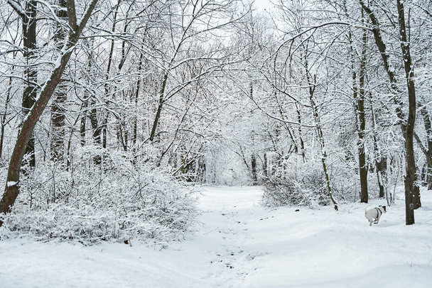 Paisaje cubierto de nieve bosque de invierno. Cuento de hadas de invierno. - Foto, imagen