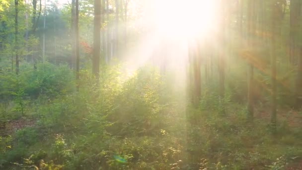 mooie ochtend in groen bos - Video