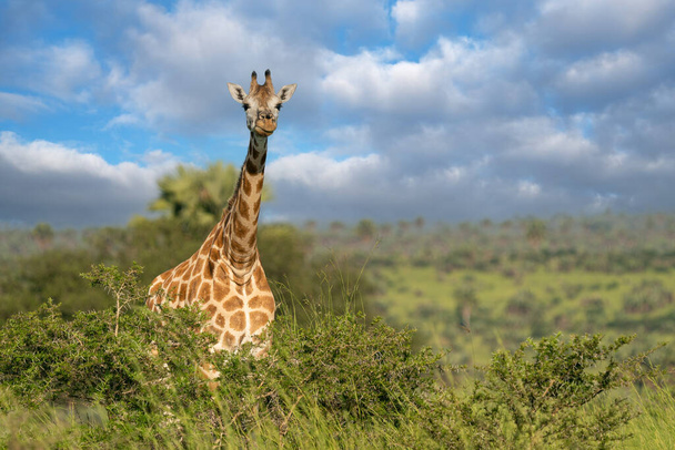 Baringo Giraffe (Giraffa camelopardalis), Parque Nacional Murchison Falls, Uganda - Foto, Imagen