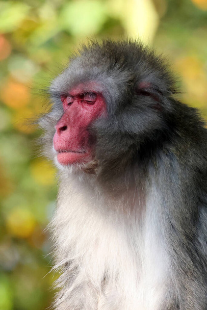  Close up portrait of japanese macaque (Macaca fuscata) - Φωτογραφία, εικόνα
