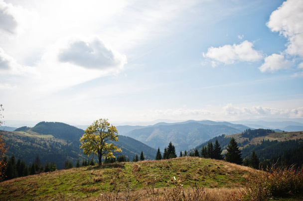Herbstzeit in den Bergen. Allein Baum. Karpaten, Ukraine. Majestätische Aussicht. - Foto, Bild