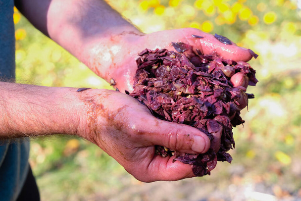 Red wine mash in the hands of a wine maker. Outdoor. - Photo, Image