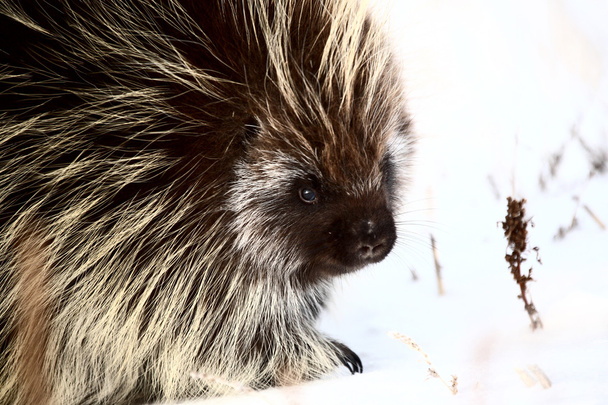 Closeup of a porcupine - Photo, Image