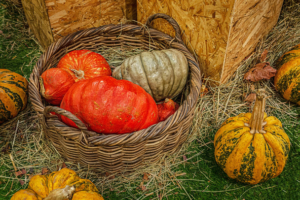 autumn background of ripe pulpy pumpkins in a wicker basket - Foto, afbeelding