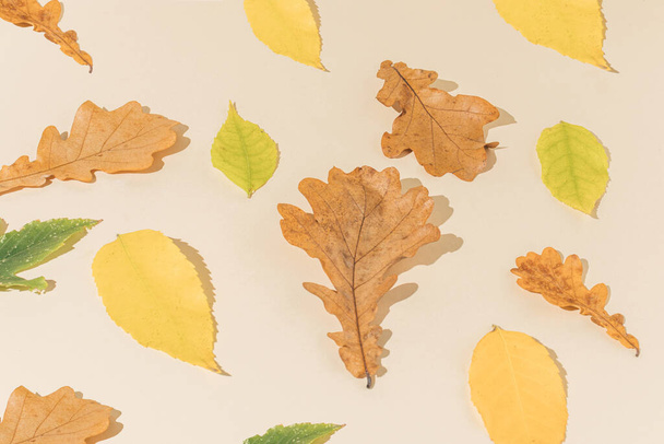 Autumn leaf against a bright beige background. Minimal nature seasonal concept. - Photo, Image