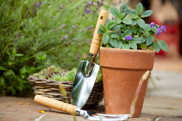 Садовые инструменты и растения в саду - Фото, изображение
