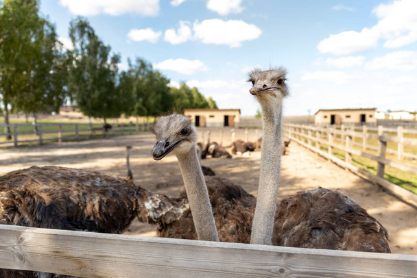 Muchas grandes aves de avestruz africanas caminando en el paddock con valla de madera en el patio de la granja de aves de corral contra el cielo azul en el día soleado. bandada de curioso pájaro hambriento sin vuelo - Foto, Imagen