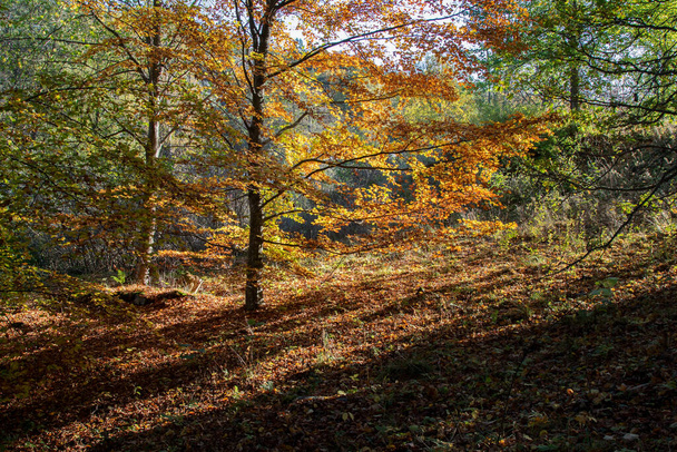Beech with yellow and orange leaves in the autumn forest in an early sunny morning - Photo, Image