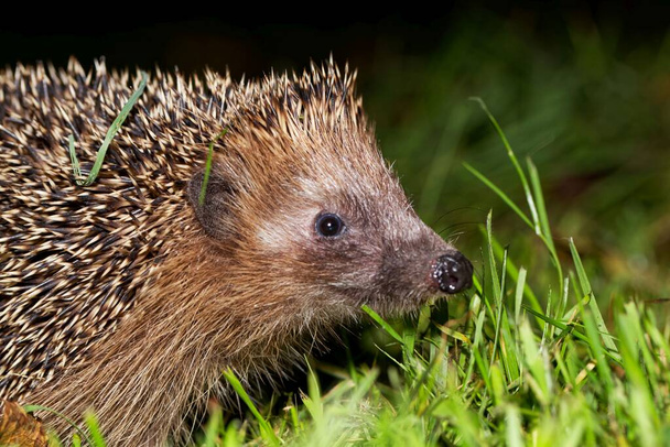 A European hedgehog, Erinaceus europaeus, on a meadow.  - Photo, Image