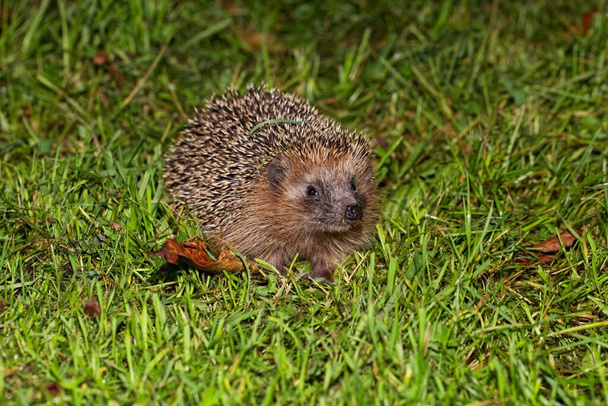 A European hedgehog, Erinaceus europaeus, on a meadow.  - Photo, Image