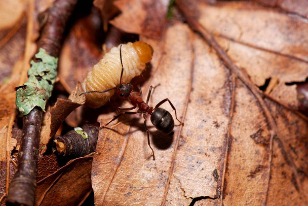 Una hormiga de madera roja, Formica rufa, que ha cogido una oruga. - Foto, Imagen