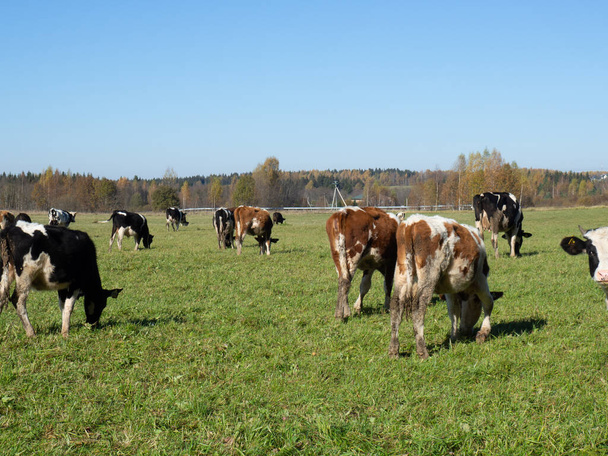 Troupeau de vaches paissent dans le champ vert d'automne - Photo, image