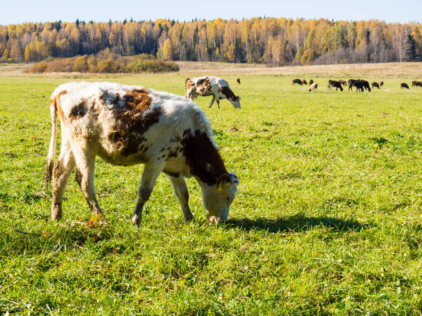Herd of cows graze in the autumn green field - Photo, image
