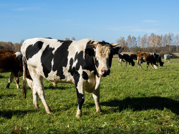 Manada de vacas pastan en el campo verde de otoño - Foto, imagen