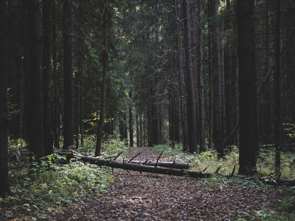 log on a trail in a coniferous forest - Foto, imagen