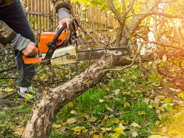 Egy férfi láncfűrésszel ivott egy fát. eltávolítja ültetvények a kertben régi fák, betakarítás tűzifa. - Fotó, kép