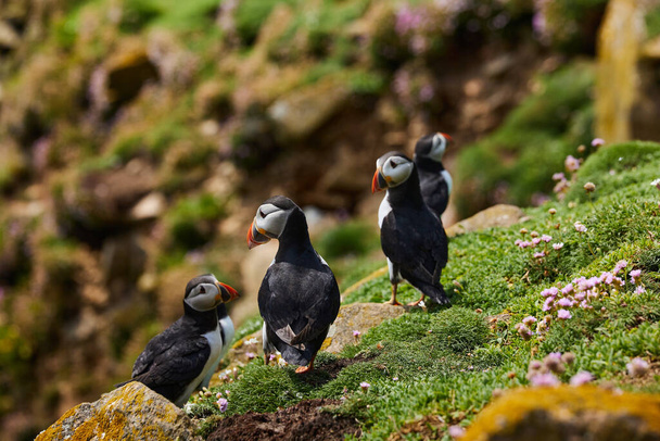 puffin birds on the Saltee Islands in Ireland, Fratercula arctica - Foto, imagen