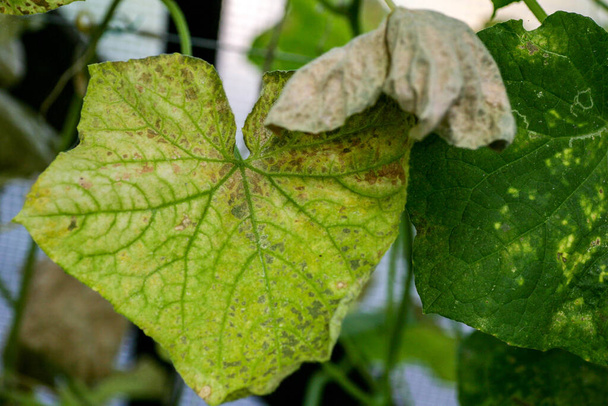 dotkniętych chorobami i szkodnikami liści roślin i owoców ogórka - Zdjęcie, obraz