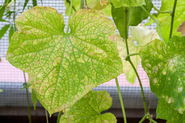 уражені хворобами та шкідниками рослинного листя та фруктами огірків
 - Фото, зображення