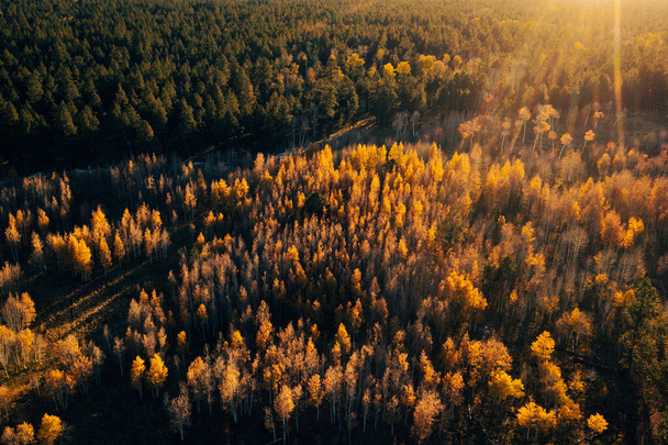 暖かい日没の光の中で緑の松の木と黄金のアスペン、空中 - 写真・画像