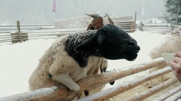 Cabras graciosas en una granja de ganado, ruega por comida bajo la nieve, zoológico en las montañas. - Metraje, vídeo