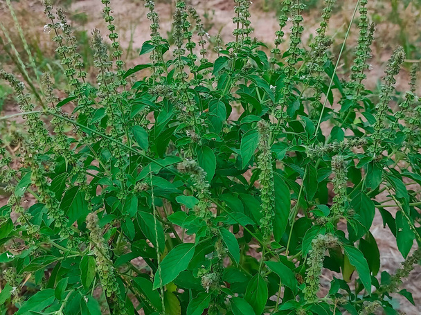 Closeup Shot Of Barbari ( Common Basil , Lemon Basil , Maunvus Basil , Common Sweet-Basil ) Singal Plant . Selective Focus On Subject, Background Blur, Selective Focuse - Photo, Image