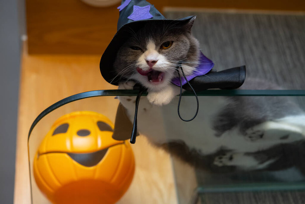 Cadılar Bayramı kıyafetli ve cama uzanmış bir İngiliz kısa hava kedisi. - Fotoğraf, Görsel
