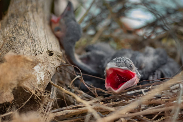 Bébé corbeau est couché dans le nid et éclosion attendant leur mère pour la nourriture. corbeau nouveau-né / corvus sur le sommet du nid de corbeau de l'arbre. Oiseaux se reproduisant à la maison, Bébé oiseau en chasse. - Photo, image