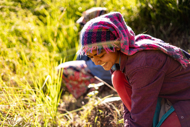 Portret indyjskiej farmerki w tradycyjnej sukience. Indiańska dziewczyna rolnik pracuje w polu. - Zdjęcie, obraz