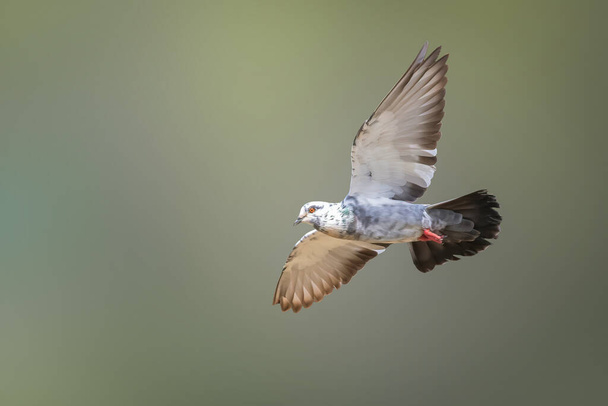 Image of pigeon flying on nature background. Bird, Animals. - Photo, Image