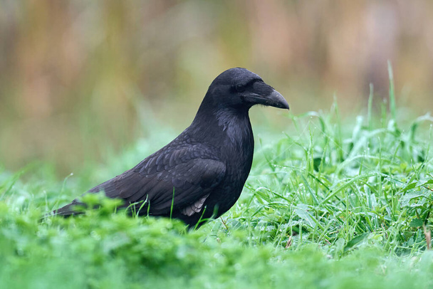 Κοινό κοράκι (Corvus corax) στο φυσικό του περιβάλλον - Φωτογραφία, εικόνα